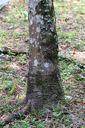 樹皮呈褐色，小枝無毛，具稀疏隆起的皮孔。
