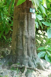 木油樹的樹幹。