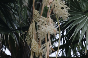 雌雄同株，雙性花。聚傘圓錐花序，具5-6條長分枝，下垂，呈奶白色。
