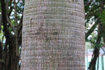 樹幹棕灰色，常具下垂枯葉簇生於樹幹上。