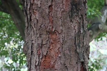 Bark dark purple, peeling off in flakes. Branchlets covered with white puberulent when young.