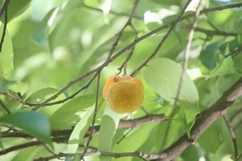 Syncarps subglobose, yellowish to orange, brown pubescent, slightly papillary on surfaces, shortly pubescent.