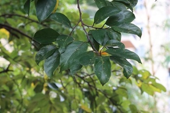 Leaves alternate. Blade leathery, oblong, elliptic to obovate, apex narrow acuminate, base cuneate, margin entire or slightly sinuate-toothed, pinnately divided when young. Glabrous and shiny adaxially, rough with powdery white tomentum abaxially.