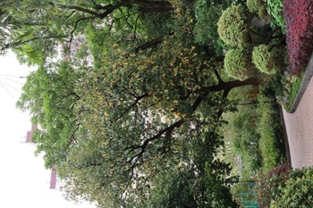 Overview of Artocarpus hypargyreus Hance ex Benth..