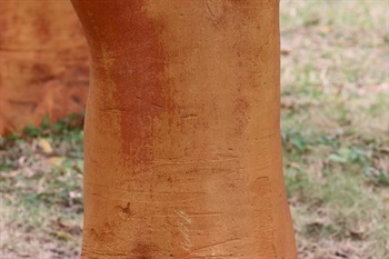 Branchlet reddish brown, glabrous.