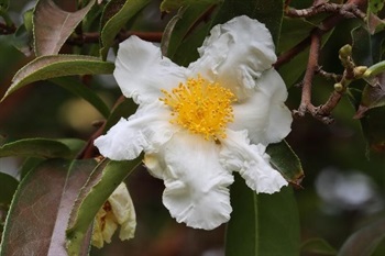 Flowers axillary or subterminal, solitary or paired, subsessile; bracteoles and sepals persistent, suborbicular, tawny tomentellous abaxially, petals white, obovate to obovate-oblong, apex rounded to emarginate; stamens many, filaments glabrous connated; densely tomentose.