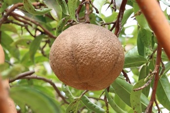 Capsule greyish brown, subglobose, 3-5 locular with 3-5 seeds per locule, furfuraceous, dehiscing into 3-5 valves; pericarp woody.