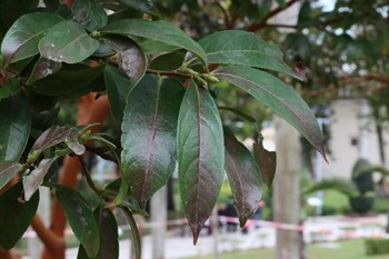 Leaves leathery; petiole glabrous; leaf blade elliptic to oblong-elliptic; midvein elevated abaxially; base cuneate to broadly cuneate, margin denticulate, apex cuspidate with bluntly pointed.