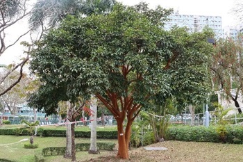 Overview of Camellia crapnelliana Tutcher.