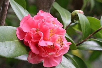 Flowers axillary or subterminal, solitary or paired, subsessile; petals rose or white, silky-pubescent abaxially; stamens many.