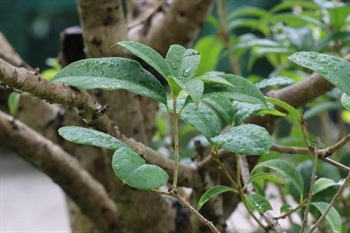 Petiole glabrous or adaxially pubescent; leaves leathery;  leaf blade oblong or obovate-oblong; base cuneate to broadly cuneate, margin serrulate, apex shortly acuminate or acute. Midvein yellowish green, thick, and elevated on both surfaces; lateral veins 7-8 on each side of midvein.