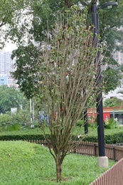 Overview of Camellia japonica L..