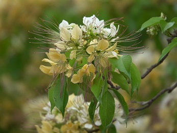 本種有花必有葉，花序下部著生數片複葉。花瓣白色或奶黃色，雄蕊多數。
