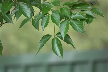 小葉卵形至橢圓形，葉尖急尖或漸尖，左右兩側的小葉葉基歪斜，葉面略有光澤。