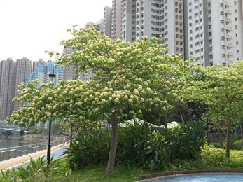 樹頭菜的外觀。