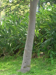 樹頭菜的樹幹。