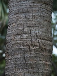 主莖的外皮棕色，具環狀葉痕。