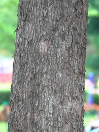 樹皮灰褐色至棕色，近平滑，老樹皮粗糙。