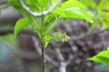 秋楓的雌花序。花小，綠色。