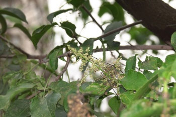 雄花開放，萼片5塊，內凹成匙勺狀，雄蕊外露。