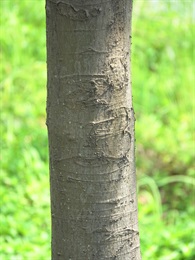 Bark of trunk grey.