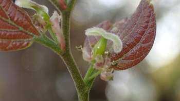 Close-up of bisexual flower of <em>Celtis sinensis</em> Pers.