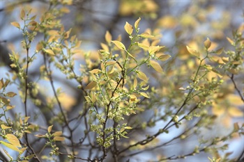 Inflorescences of <em>Celtis sinensis</em> Pers. Blossoms always accompany with emerging young leaves.