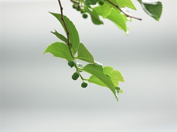 Immature fruits of <em>Celtis sinensis</em> Pers.