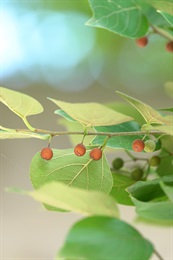 Drupe, subglobose. Reddish brown when mature.