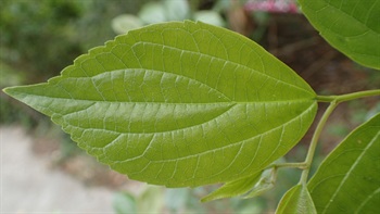 Ovate to ovate-elliptic. Base slightly oblique. Apex acute to acuminate. Margin of apical half serrate.
