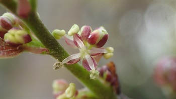 朴樹雄花的特寫。