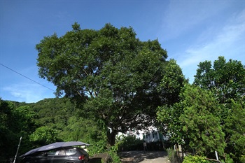 Overview of <em>Celtis sinensis</em> Pers.