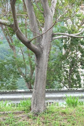 朴樹的樹幹。