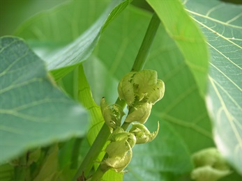 花序多分枝，圓錐狀、淡綠色。花單生於苞片腋內。苞片葉狀、卵形、綠色，基部內凹成兜狀，邊緣流蘇狀。