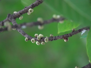 無花果，球狀，黃白色，無梗。簇生長於無葉的老枝上。