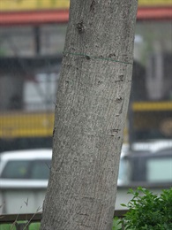 Bark of trunk grey, nearly smooth, slightly longitudinally fissured.