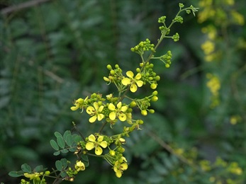 花瓣5塊，黃色，闊倒卵形。