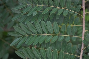 Evenly pinnate, leaflets opposite, oblong to oblong-elliptic.