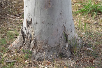 宿存於樹幹基部的樹皮。