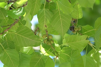 無花果無柄、球狀。