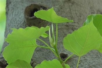 托叶卵状披针形。
