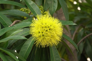 花金黃色，雄蕊多數、伸出花冠。花序排列成半球體，像半個毛毛球。