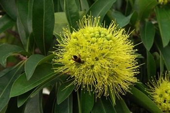 金蒲桃的花吸引昆蟲採蜜，有利於城市林木的生物多樣性。