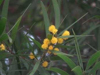 花序特寫。花序金黃色，雄蕊多數且伸出花冠外，像小絨球。