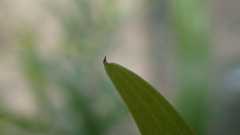 真正的「葉」退化成葉狀柄頂端的一小黑點。