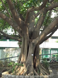 高山榕的樹幹。