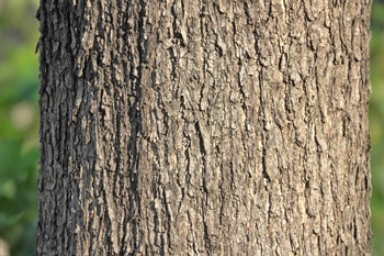 Bark of trunk greyish white.