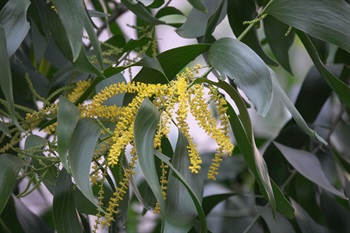 Yellow, numerous flowers arranged in spike, alike plush iron wire.