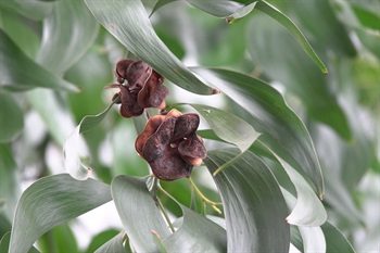 Legume ligulate, woody when mature, blackish brown, spirally concorted, shaped like ears.