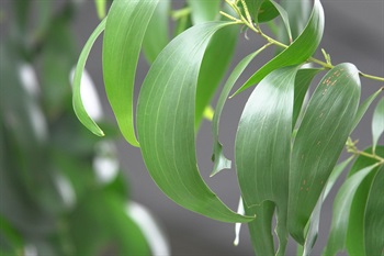 Phyllodes falcate-oblong, both ends attenuate.